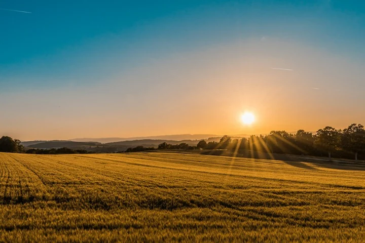 Rows of crops across a field in low evening sunlight